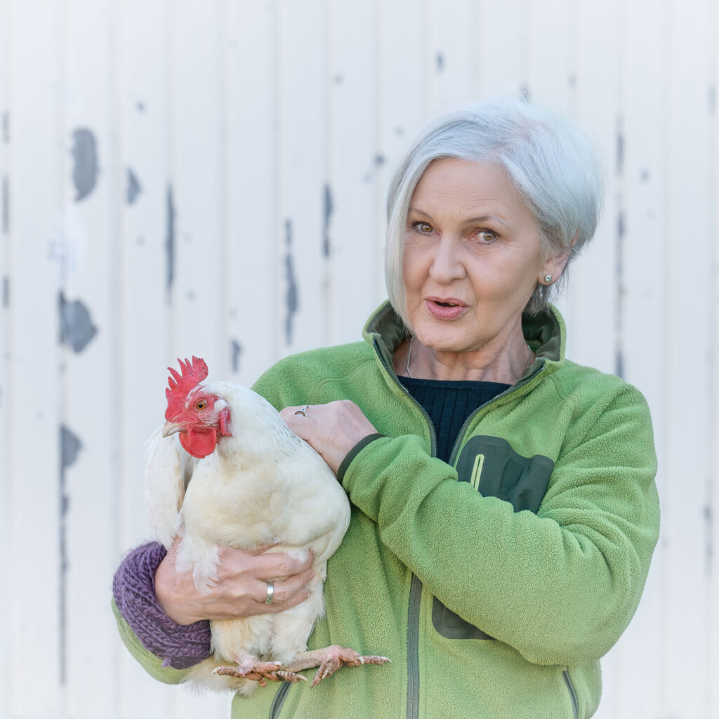 Huhn, Portrait, Tierportrait