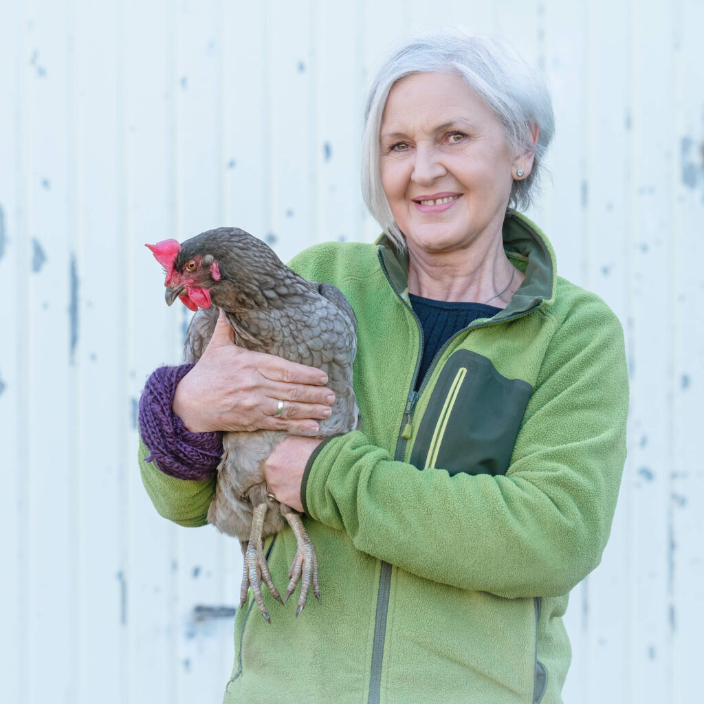 Huhn, Portrait, Tierportrait