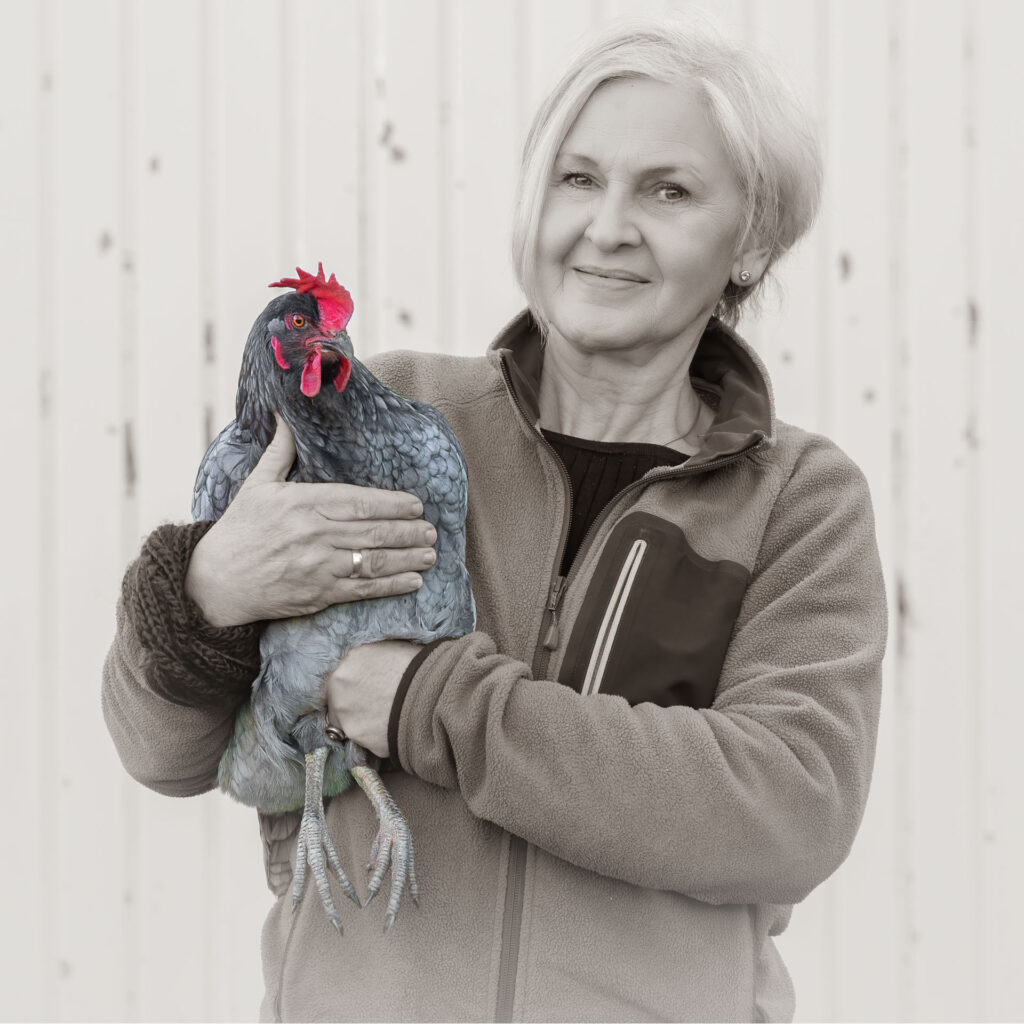 Huhn, Tier, Tierportrait