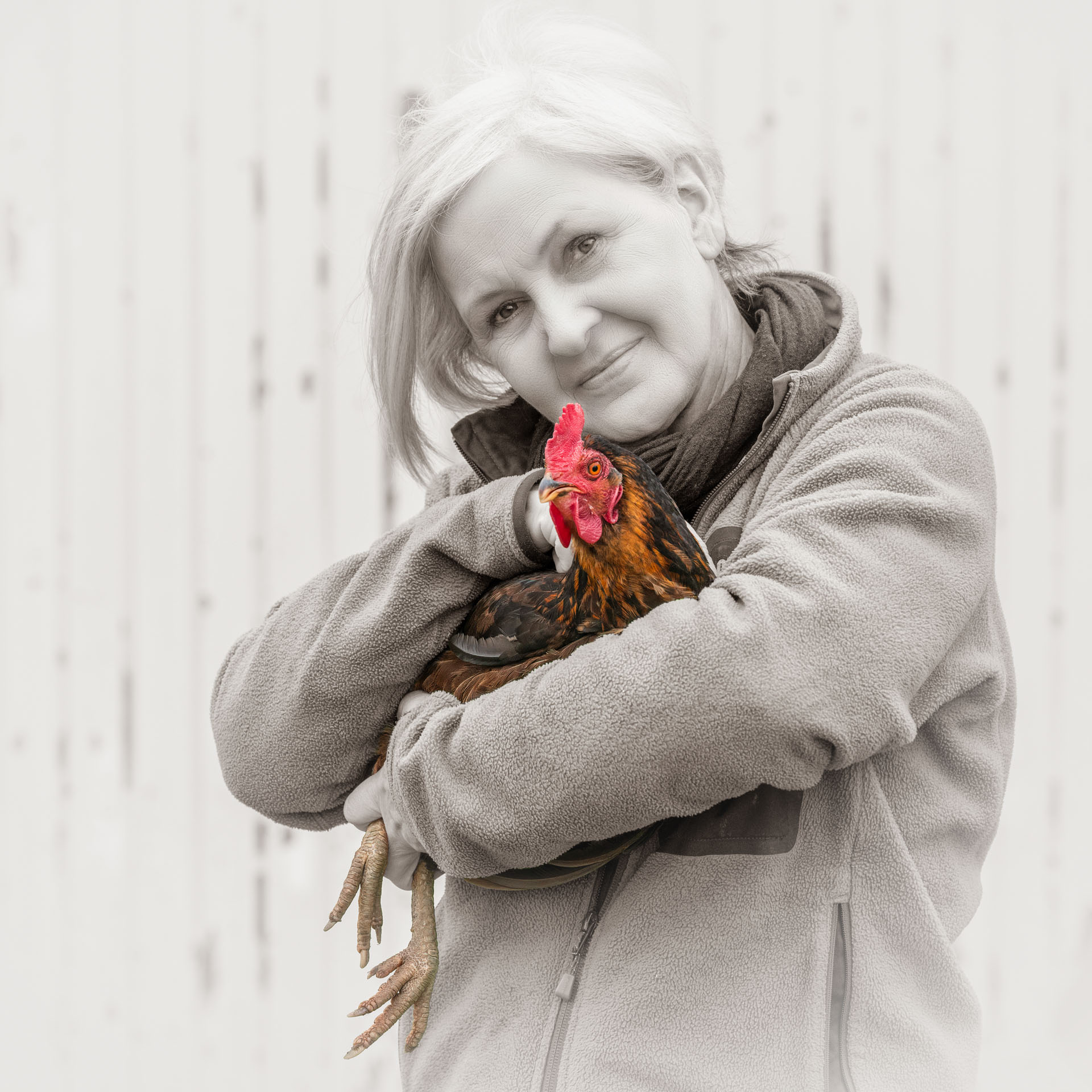 Huhn, Portrait, Tierportrait