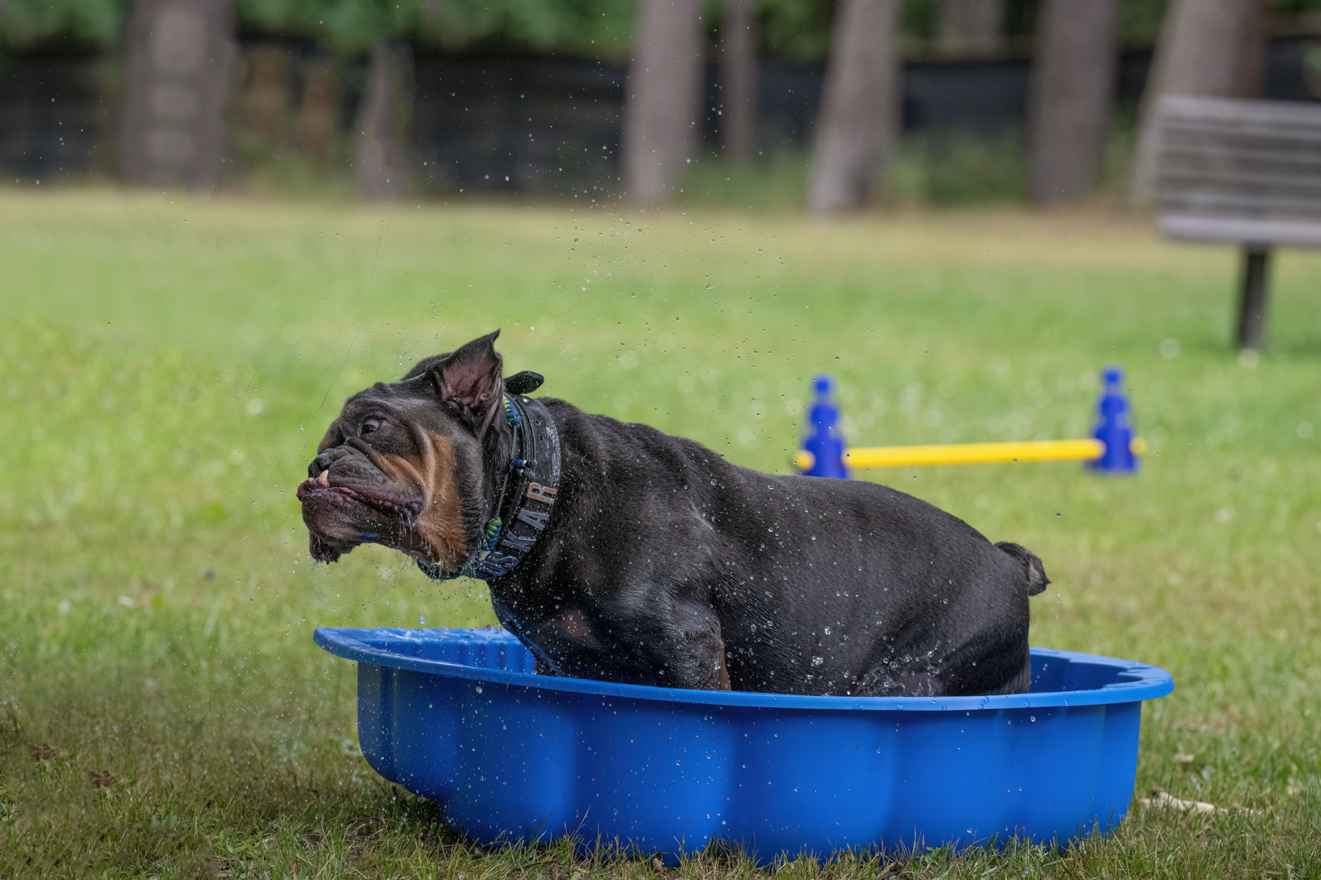 Sommerfest im Tierheim