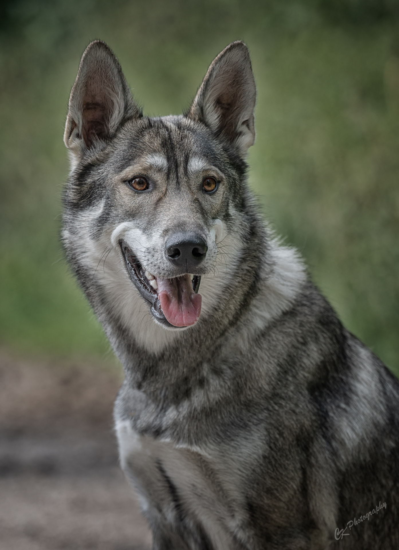 Hundeschule