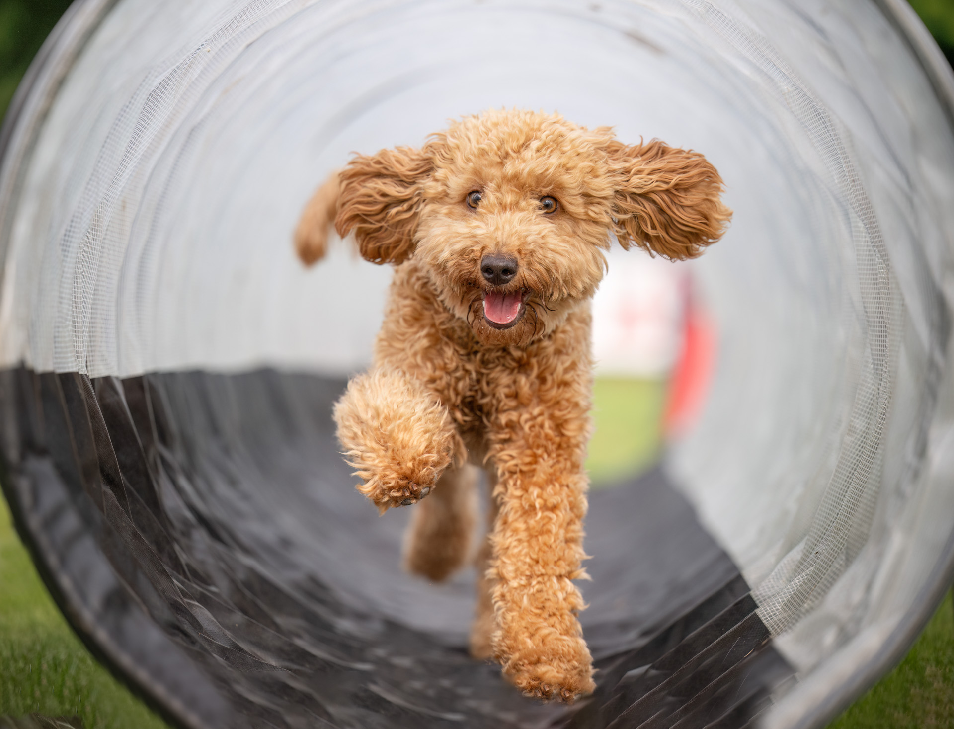 Hundeschule