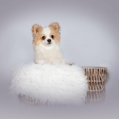 Hundefotografie / Studiofotografie