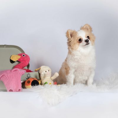 Hundefotografie / Studiofotografie