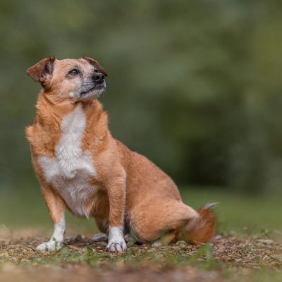 Hundefotografie