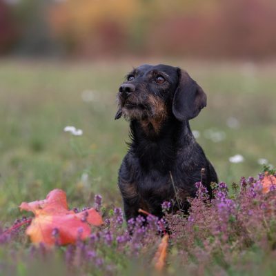 Hundefotografie