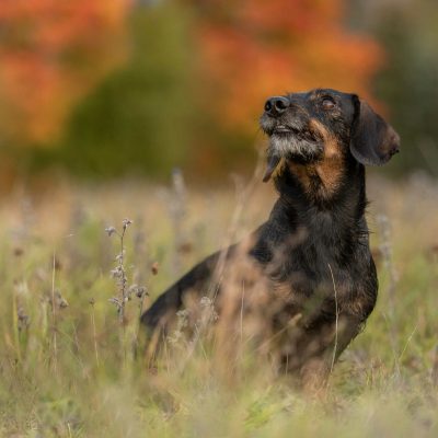 Hundefotografie