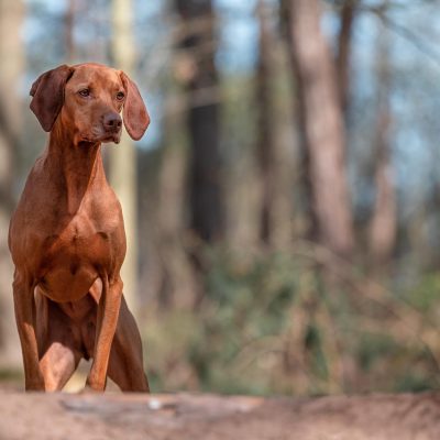 Hundefotografie